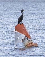403-4032 Charles River Cruise - Cormorant